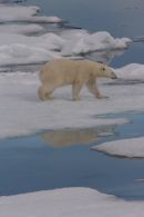 Polar Bear on an Ice Floe